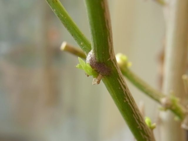 R0029541_ひもとうがらしの新芽_20110109