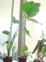 ���梁���� 200708