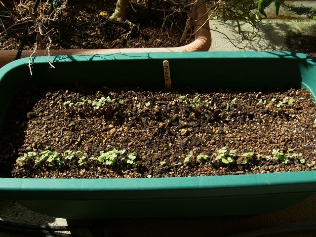 R0045806_コールラビの発芽_20111016