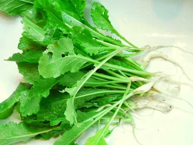 R0022151_かぶの間引き菜_20091212