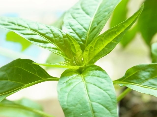R0041369_鷹の爪唐辛子の生長点_20110410