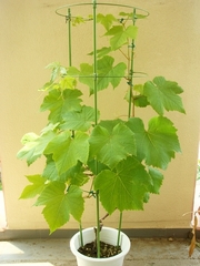 DSC05034_�֥ɥ��ǥ饦����200805