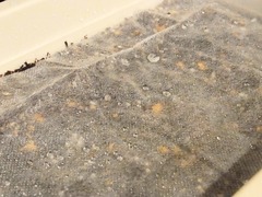 R0045755_カラフルキャロット種蒔き_20111010