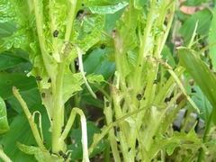 R0042729_�쥿����ʵ���餱_20110529