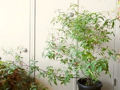 R0043755_一重庭桜_20110710