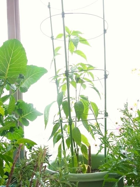 R0042784_鷹の爪唐辛子_20110529