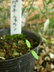 R0011832_パクチーファランが発芽か