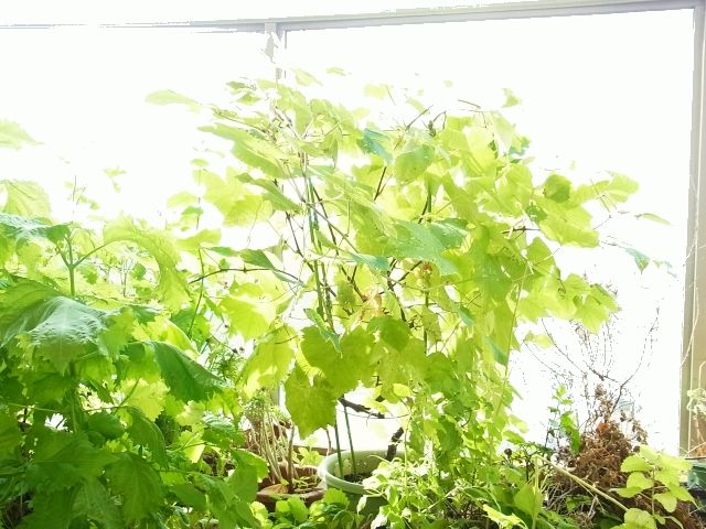 R0044305_ブドウデラウェア_20110730