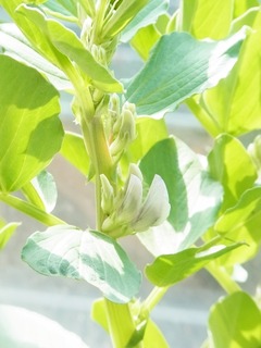 R0047718_����ޥ�_20120128