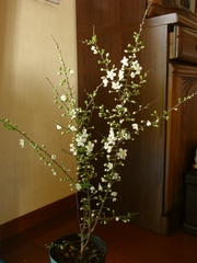 R0015956_�ҥȥ��˥略���鳫��_20090328