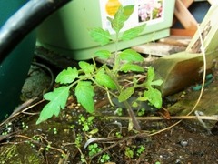 R0042740_�ߥ˥ȥޥȤ��ܤ��ȯ��_20110529