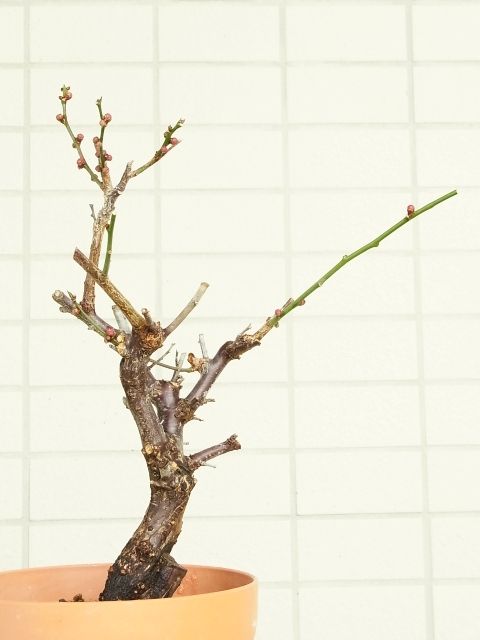 R0047739_梅_20120128