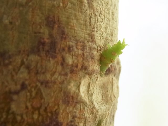 R0042941_パパイヤ新芽_20110604
