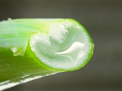 R0049006_再生下仁田ネギ青い部分の断面_20120418