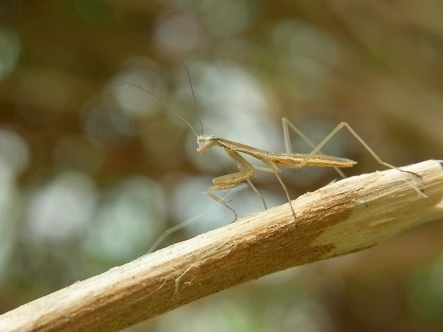 R0049639_���ޥ���λ�_20120510