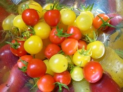 R0044320_�ߥ˥ȥޥȼ���_20110730
