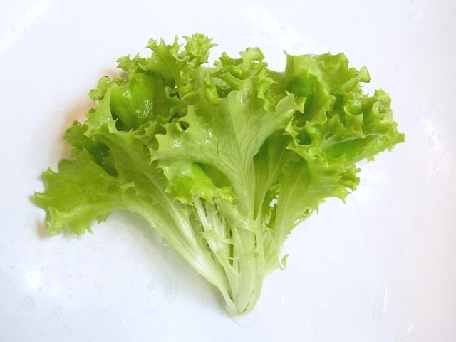 R0029514_リーフレタス_20110109