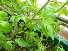 R0043281_バジルに覆いかぶさるミニトマト_20110625