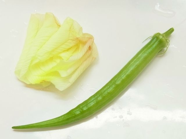 R0044993_丸オクラと花オクラ_20110828