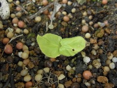 R0042517_丸オクラ双葉_20110522