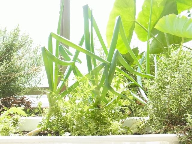 R0044404_再生下仁田ネギ_20110806