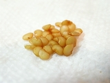 R0010206_�ʥ��μ�