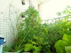 R0044581_イタリアンパセリ_20110813