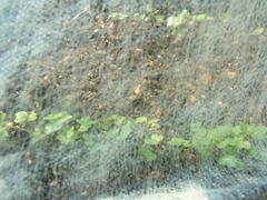 R0045817_不織布の中のコールラビの双葉_20111016