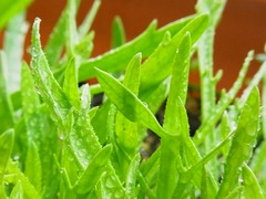 R0048452_エルバステラ_20120317
