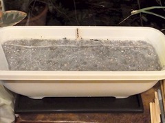 R0045754_カラフルキャロット種蒔き_20111010
