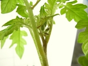 R0024810_�ߥ˥ȥޥ��ĥĥܥ�_20100505