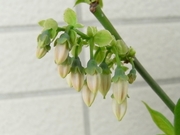 R0016668_ブルーベリーマイヤーズの花_20090417