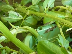 R0048684_����ޥ�˽���ﳲ_20120401