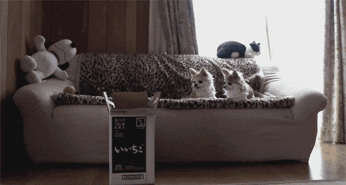 gif0135
