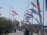 2016_GW_こいのぼり1