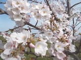 2017_4月10日_朝_8時_桜
