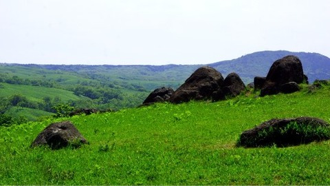 緑の草原に点在する岩イメージ
