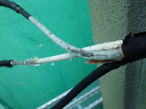 建物側の電線の被覆が剥がれむき出しに