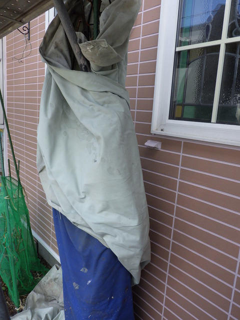 建物隣接のバラを養生