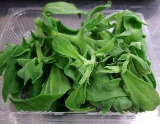 2012_0308空豆食堂おもてなし①0074