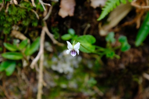 DSCF4340
