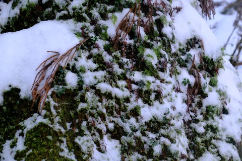 DSCF5527