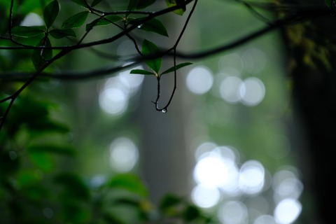 DSCF6153