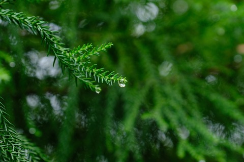 DSCF0233
