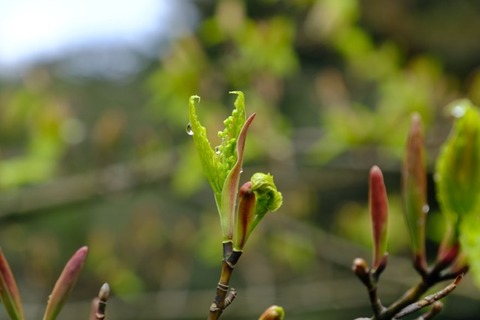 DSCF8456