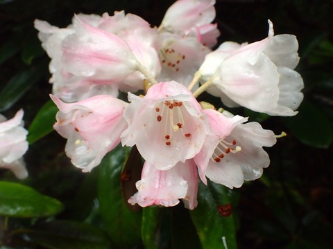 P5280469
