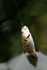 yamame