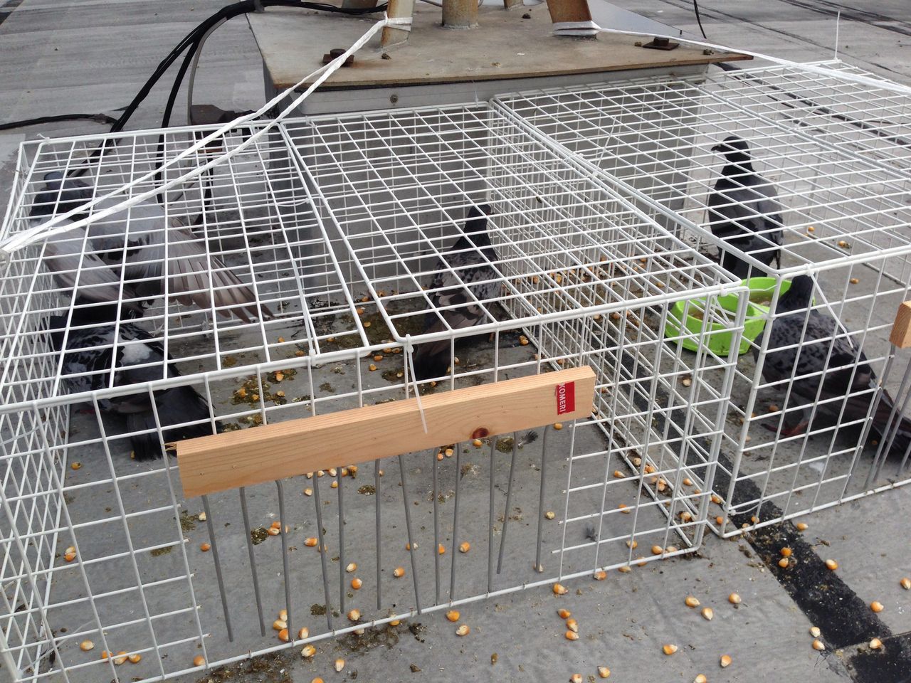 ハト捕獲大阪ハト被害対策 はと捕獲専門 グリーンサポート