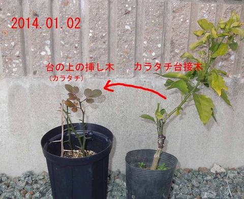 カラタチ挿し木