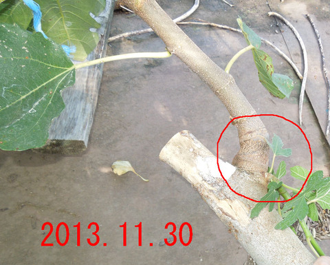 接ぎ木ｔｇｋｈｓｍ01